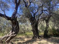 (84) Olivenbäume - Korfu.jpg