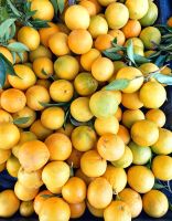 Es ist gerade Erntezeit für Orangen in Griechenland