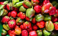 Diese Paprika eignen sich besonders gut zum Füllen für Dolma