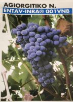 Für diesen Wein ist Nemea berühmt