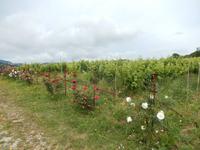 Weingut Triklino &ndash; &copy; Rico Manns (Eberhardt TRAVEL)