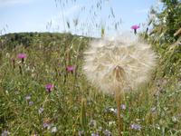 Blumenwiese &ndash; &copy; Rico Manns (Eberhardt TRAVEL)