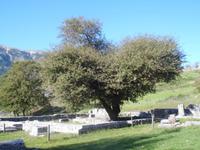 Heilige Eiche in Dodona
