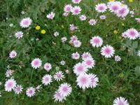 Lesbos, rosa Pippau &ndash; &copy; Ria Heilmann (Eberhardt TRAVEL)