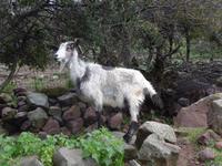 Lesbos, Ziege &ndash; &copy; Ria Heilmann (Eberhardt TRAVEL)