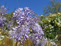 Lesbos, Glyzine &ndash; &copy; Ria Heilmann (Eberhardt TRAVEL)