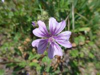 Lesbos, wilde Malve &ndash; &copy; Ria Heilmann (Eberhardt TRAVEL)