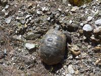 Lesbos, Landschildkröte &ndash; &copy; Ria Heilmann (Eberhardt TRAVEL)