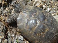 Lesbos, Landschildkröte &ndash; &copy; Ria Heilmann (Eberhardt TRAVEL)