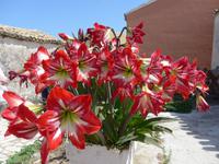 Korfu, Amaryllis &ndash; &copy; Ria Heilmann (Eberhardt TRAVEL)