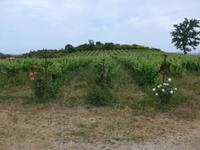 Korfu, Weingut  