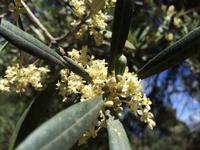 223 Olivenblüte &ndash; &copy; Ngoc Anh Nguyen (Eberhardt TRAVEL)
