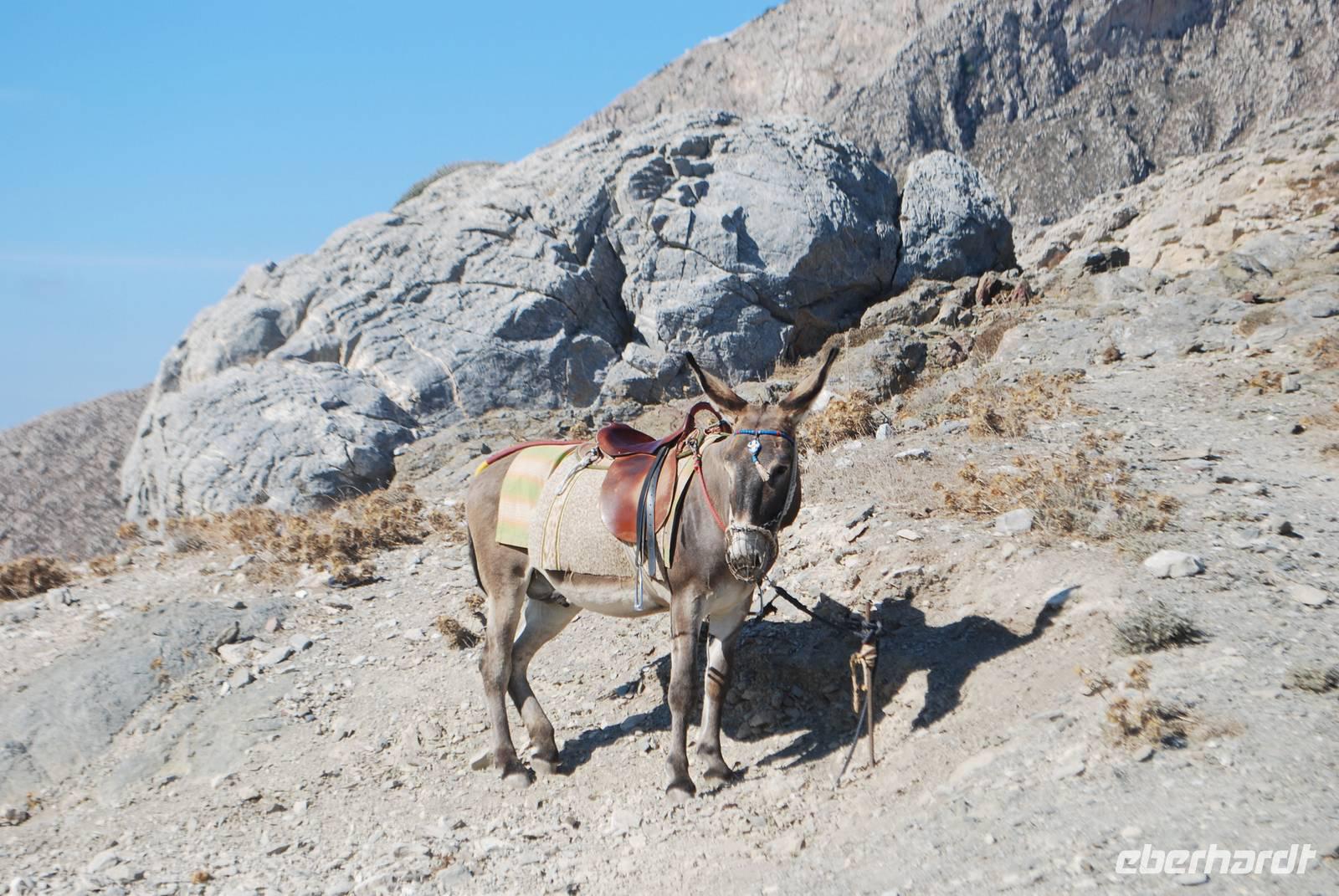 258. Griechischer Maultier &ndash; &copy; Sophie Hof (Eberhardt TRAVEL)