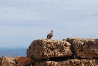005. Rebhuhn beim Kap Sounion &ndash; &copy; Sophie Hof (Eberhardt TRAVEL)