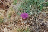 056. Blume &ndash; &copy; Sophie Hof (Eberhardt TRAVEL)