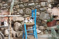 066. Katzen in Volax &ndash; &copy; Sophie Hof (Eberhardt TRAVEL)