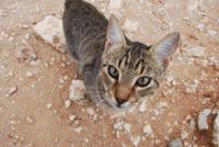 125. Katze Marithi &ndash; &copy; Sophie Hof (Eberhardt TRAVEL)