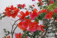 134. Farbenpracht in Lefkes &ndash; &copy; Sophie Hof (Eberhardt TRAVEL)