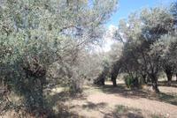 194. Olivenhaine Chalki &ndash; &copy; Sophie Hof (Eberhardt TRAVEL)