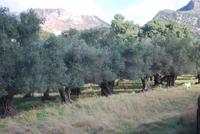 195. Olivenhaine Chalki &ndash; &copy; Sophie Hof (Eberhardt TRAVEL)
