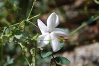 209. Jasminblume &ndash; &copy; Sophie Hof (Eberhardt TRAVEL)