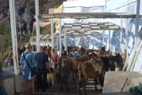 279. Maultierweg in Fira &ndash; &copy; Sophie Hof (Eberhardt TRAVEL)