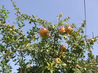 Kreta, Granatapfel &ndash; &copy; Ria Heilmann (Eberhardt TRAVEL)