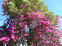 Kreta, Bougainvillea &ndash; &copy; Ria Heilmann (Eberhardt TRAVEL)