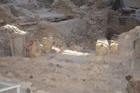 Ausgrabungsstätte Akrotiri &ndash; &copy; Maria Schneider (Eberhardt TRAVEL)