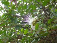 Kapernblüte &ndash; &copy; Sabine Letzybyll (Eberhardt TRAVEL)