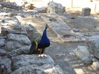 Knossos - Kreta &ndash; &copy; Sabine Letzybyll (Eberhardt TRAVEL)