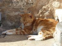 Katze &ndash; &copy; Sabine Letzybyll (Eberhardt TRAVEL)