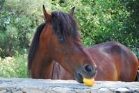 Pferd auf Kreta &ndash; &copy; Eric Richter (Eberhardt TRAVEL)
