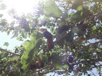 Maulbeerbaum &ndash; &copy; Christina Schlawis (Eberhardt TRAVEL)