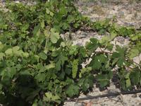 Weinberge Estate Agyros &ndash; &copy; Christina Schlawis (Eberhardt TRAVEL)