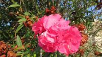 Oleander &ndash; &copy; Petra Sauer (Eberhardt TRAVEL)