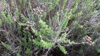 Oregano &ndash; &copy; Petra Sauer (Eberhardt TRAVEL)