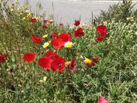 Blumenpracht &ndash; &copy; Petra Sauer (Eberhardt TRAVEL)