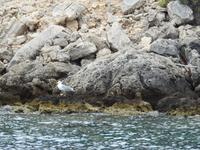 Möwe &ndash; &copy; Sabine Letzybyll (Eberhardt TRAVEL)