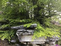 Steinwald &ndash; &copy; Sabine Letzybyll (Eberhardt TRAVEL)