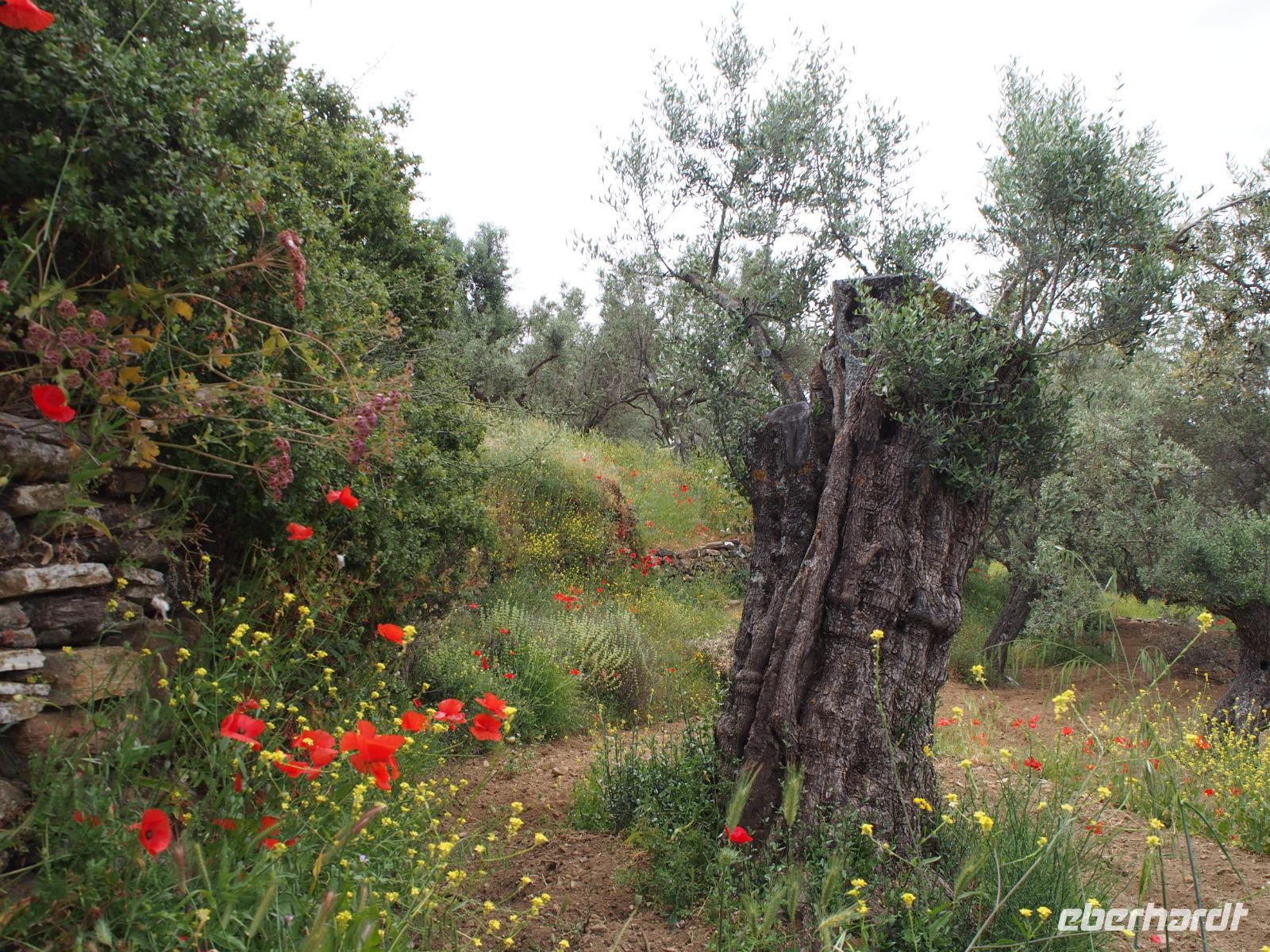 Inselrundfahrt Naxos &ndash; &copy; Sinah Witzig (Eberhardt TRAVEL)