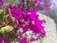 Blumen &ndash; &copy; Sophia Bär (Eberhardt TRAVEL)