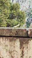 Gottesanbeterin Delphi &ndash; &copy; Maxi Goldbach (Eberhardt TRAVEL)