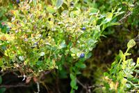 Blaubeeren &ndash; &copy; Andreas Böcker (Eberhardt TRAVEL)