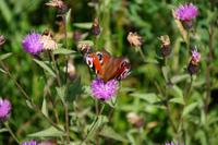 Schmetterling &ndash; &copy; Andreas Böcker (Eberhardt TRAVEL)