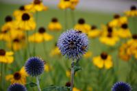 Zierdistel  &ndash; &copy; Andreas Böcker (Eberhardt TRAVEL)