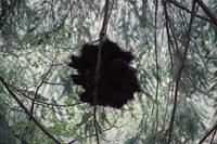 Ein Nest? Darüber wurde heiß debattiert!  &ndash; &copy; Andreas Böcker (Eberhardt TRAVEL)