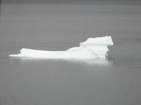 Eisscholle