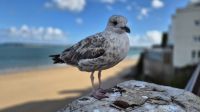 Tenby &ndash; &copy; Sinah Witzig (Eberhardt TRAVEL)