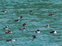 Papageientaucher vor Skomer Island &ndash; &copy; Sinah Witzig (Eberhardt TRAVEL)